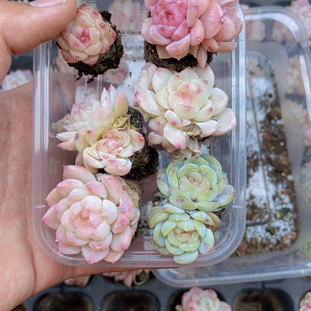 春泥家框拍链接B40