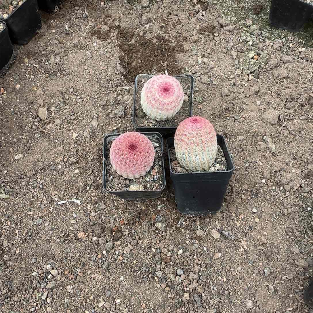 红太阳实生三棵九点九