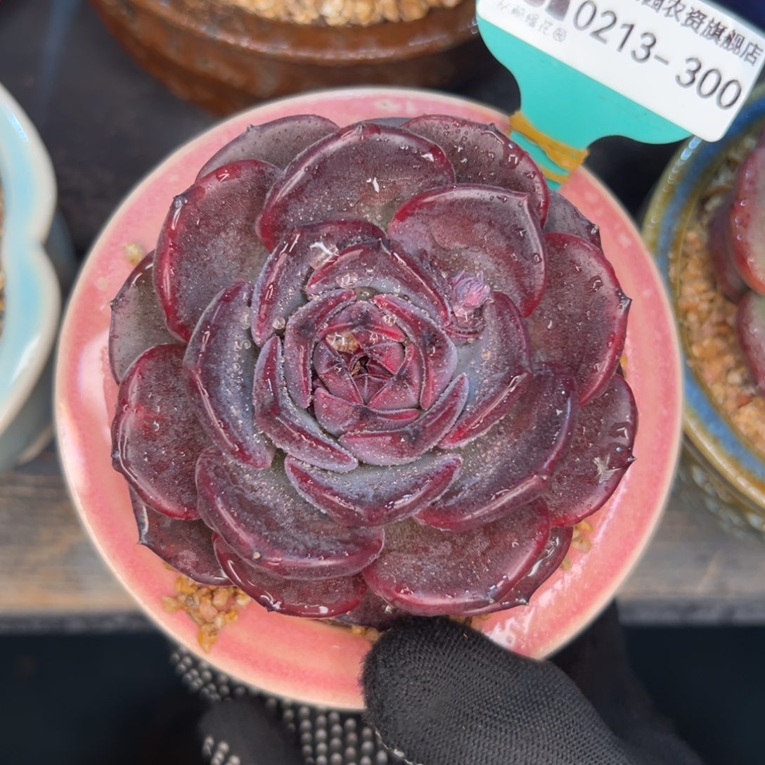 多肉一物一拍0213-300