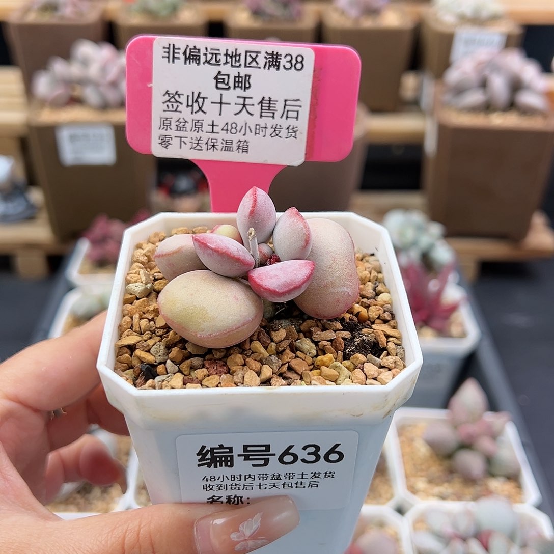 635白肌红蛋多肉植物