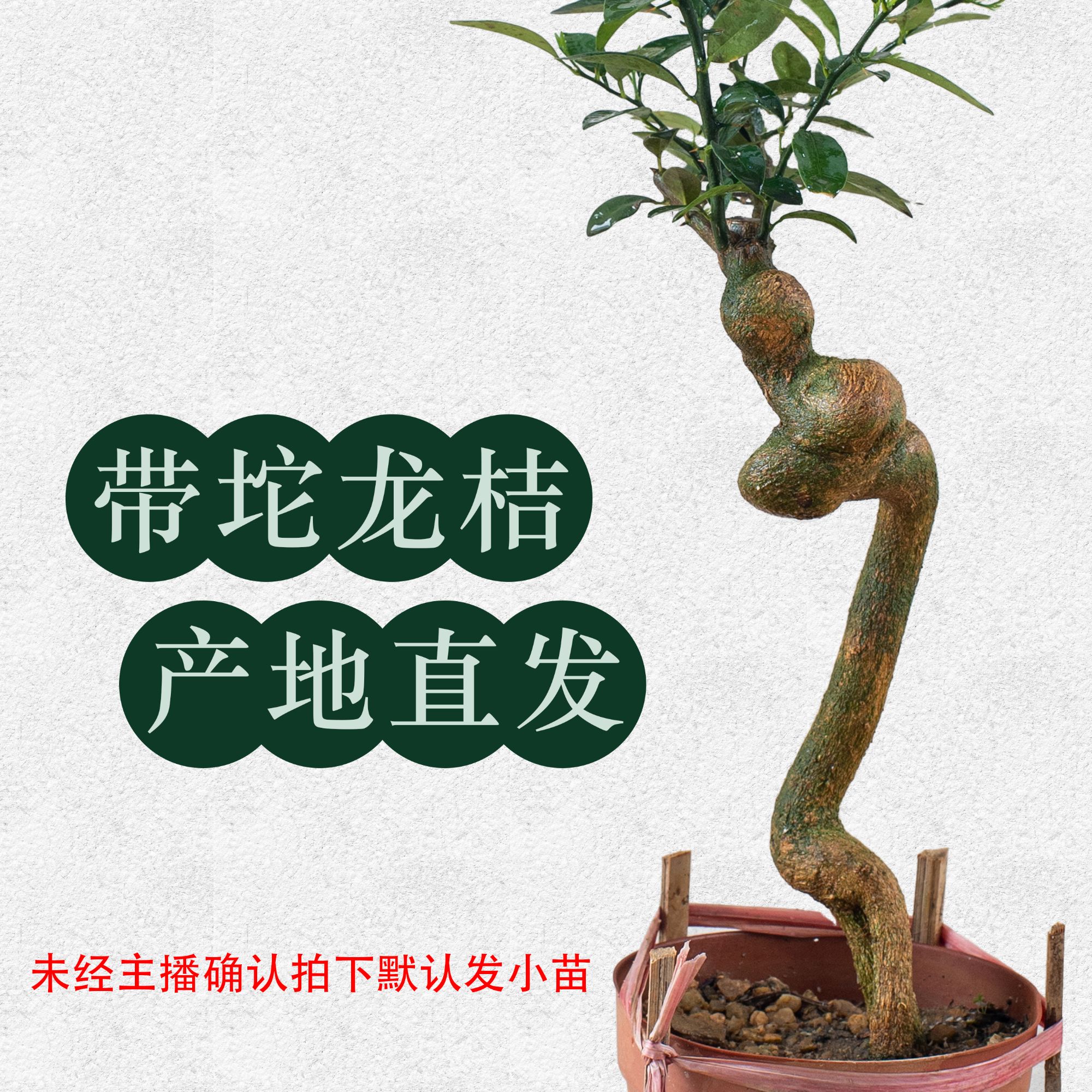 【包邮】正宗新会盘龙桔 造型盆景 一物一拍 产地直发