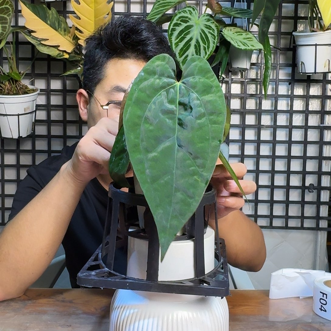 J***0无花朵一物一拍E195