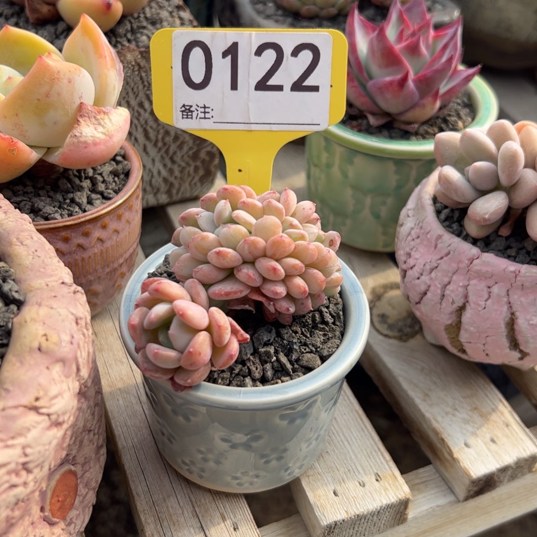 粉珍妮缀化多肉植物