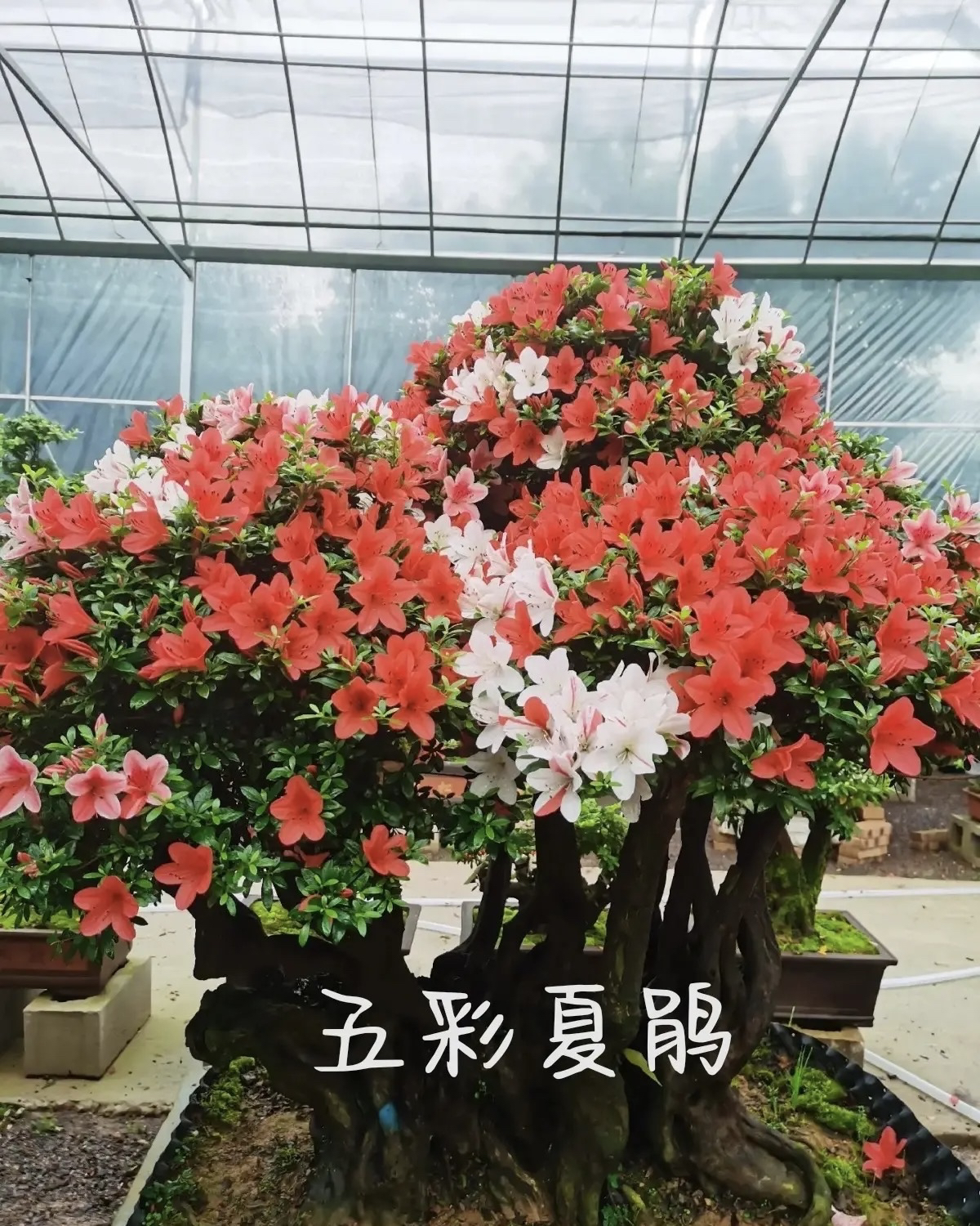 杜鹃五彩老桩四季常青（不包邮）