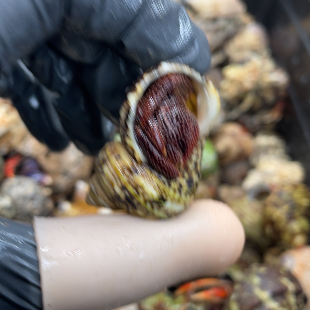 不退不换活体宠物155