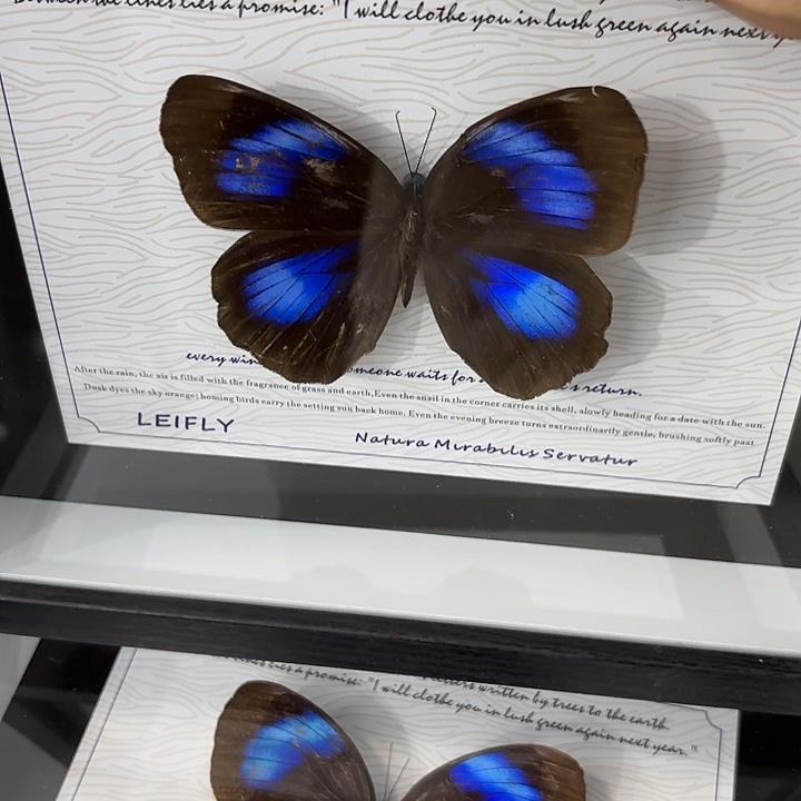 十寸新背景紫方环蝶