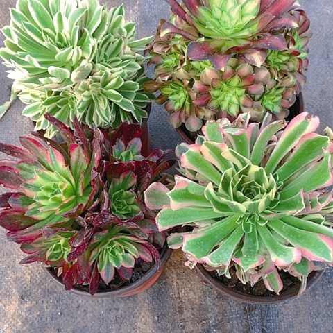 107法师多肉植物