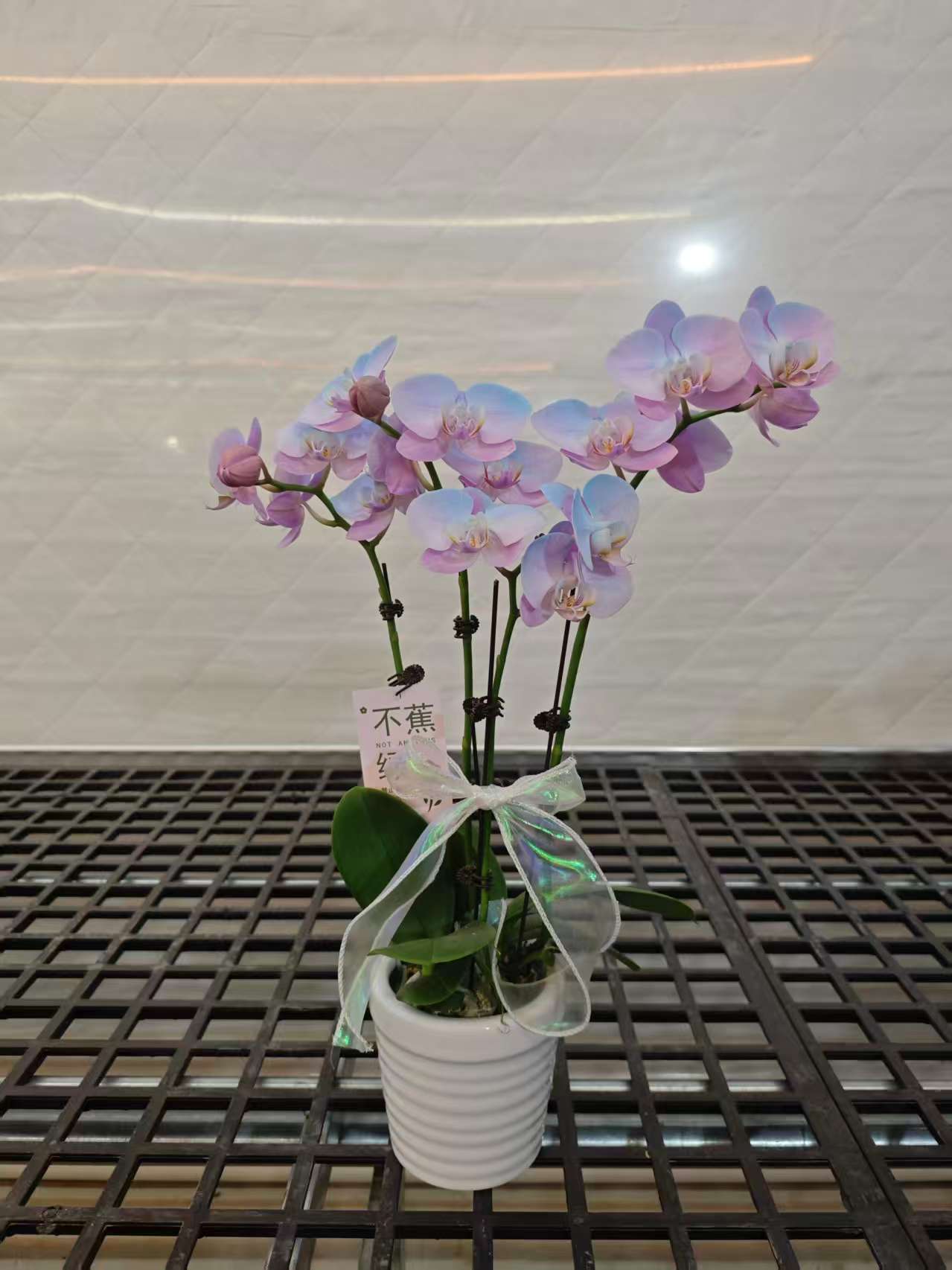 高品质蓝色蝴蝶兰【梦幻极光】带花剑带花苞四季开花植物上色盆栽