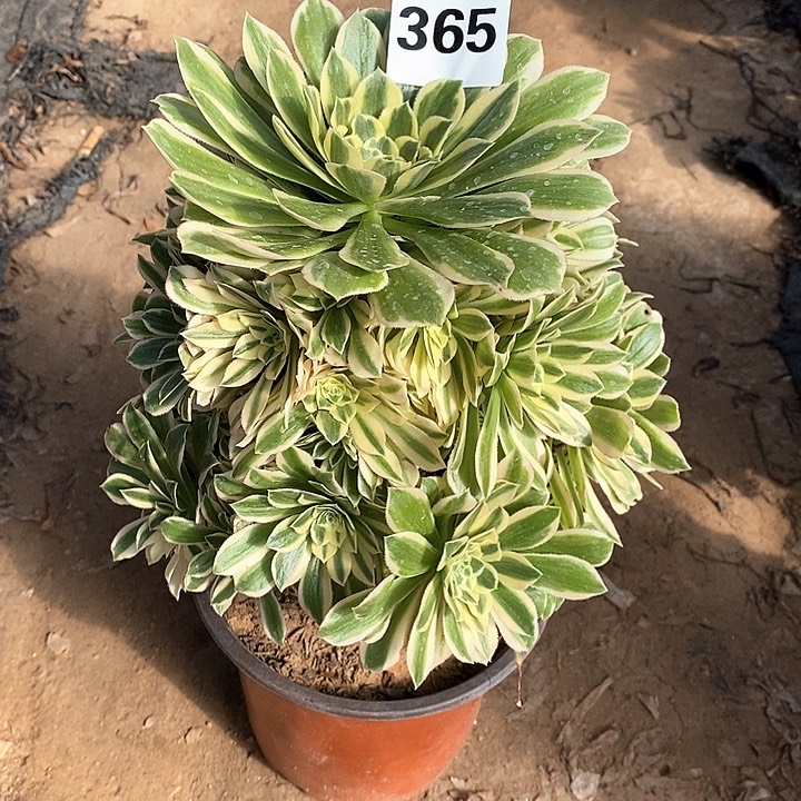 法师植物，12345678