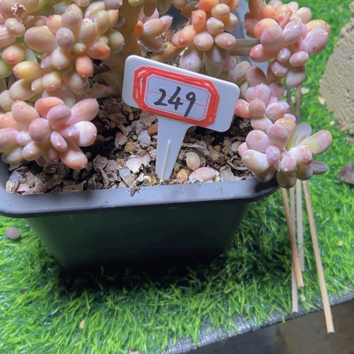 林***柔249汤圆缀一物一拍58