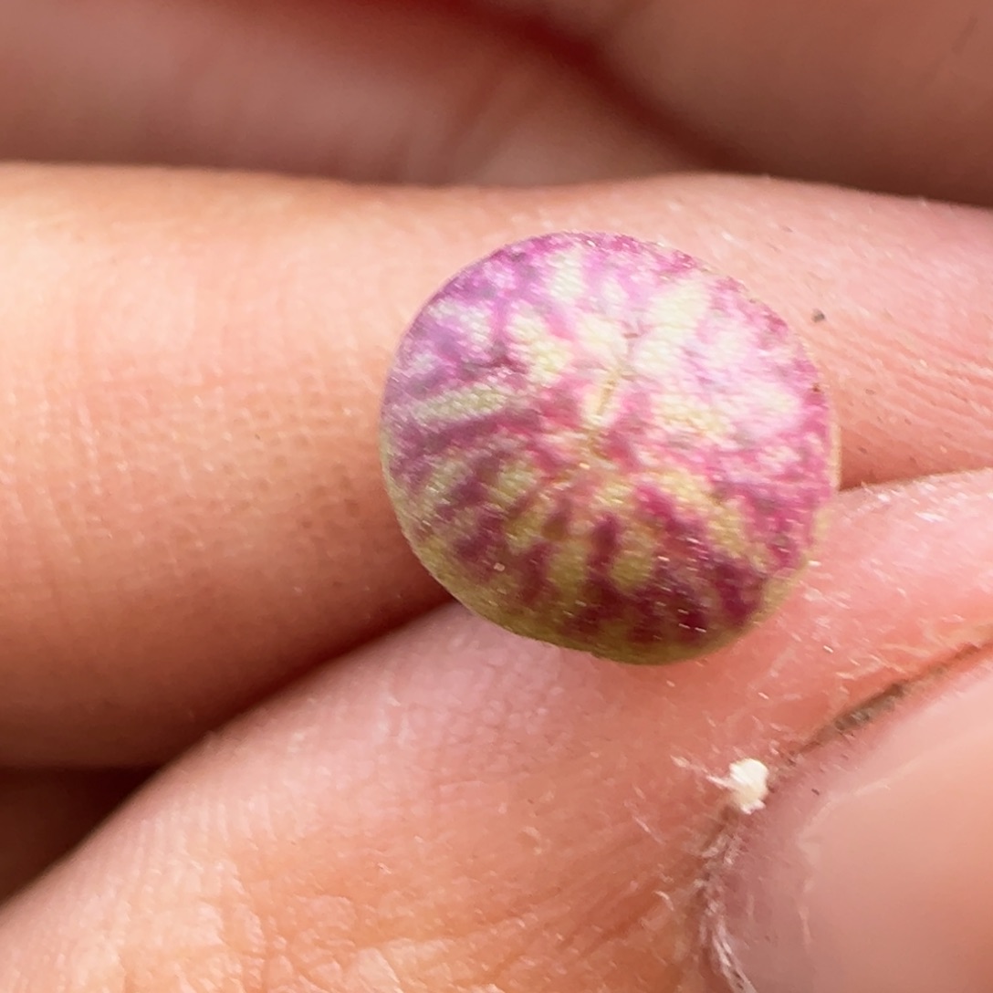 送奶工杂铅笔画多肉