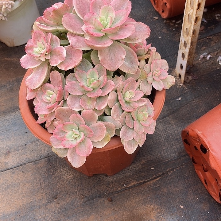 安***妮红梅锦群，一物一拍