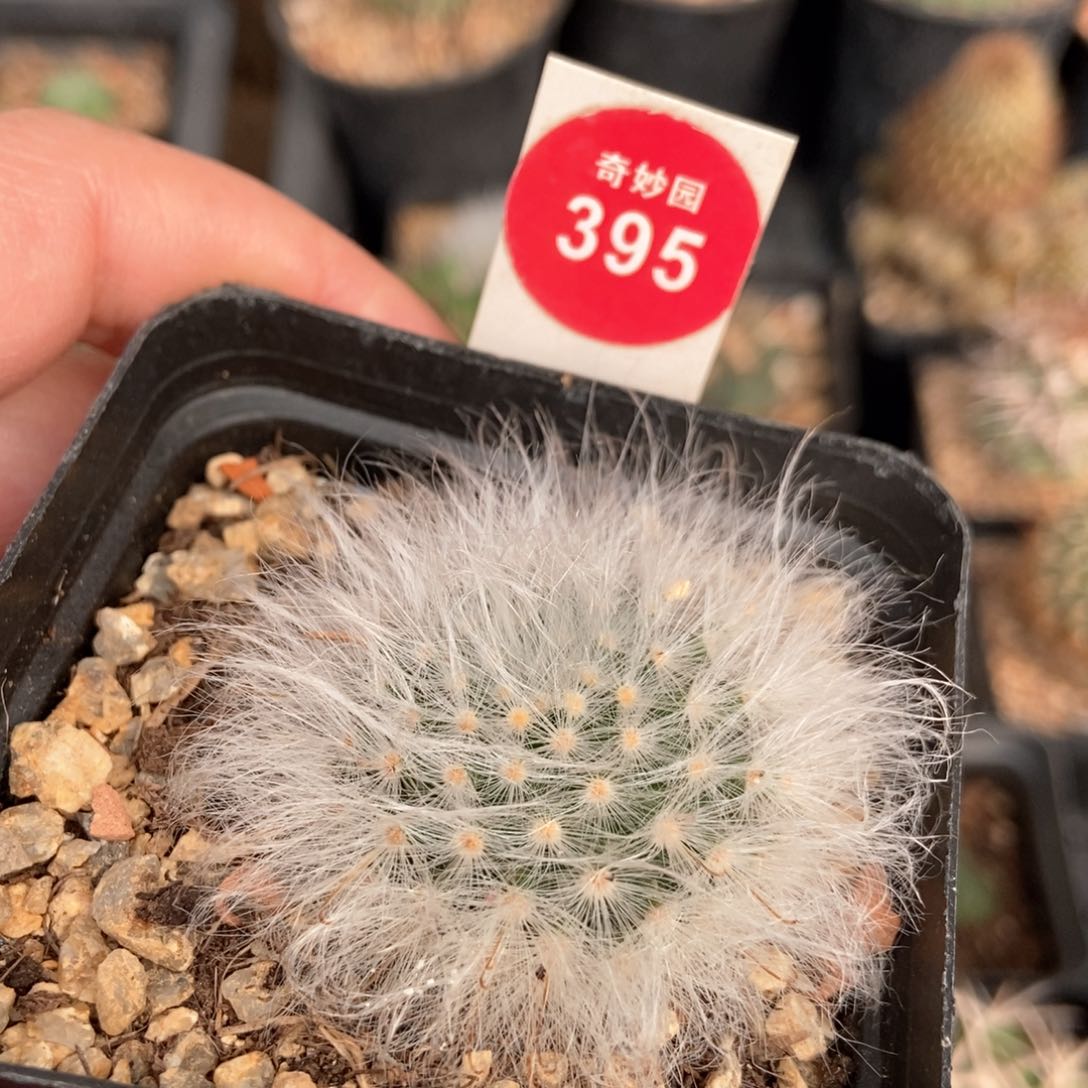 实生淡雪丸一颗仙人球