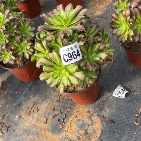 964韶华不包断枝