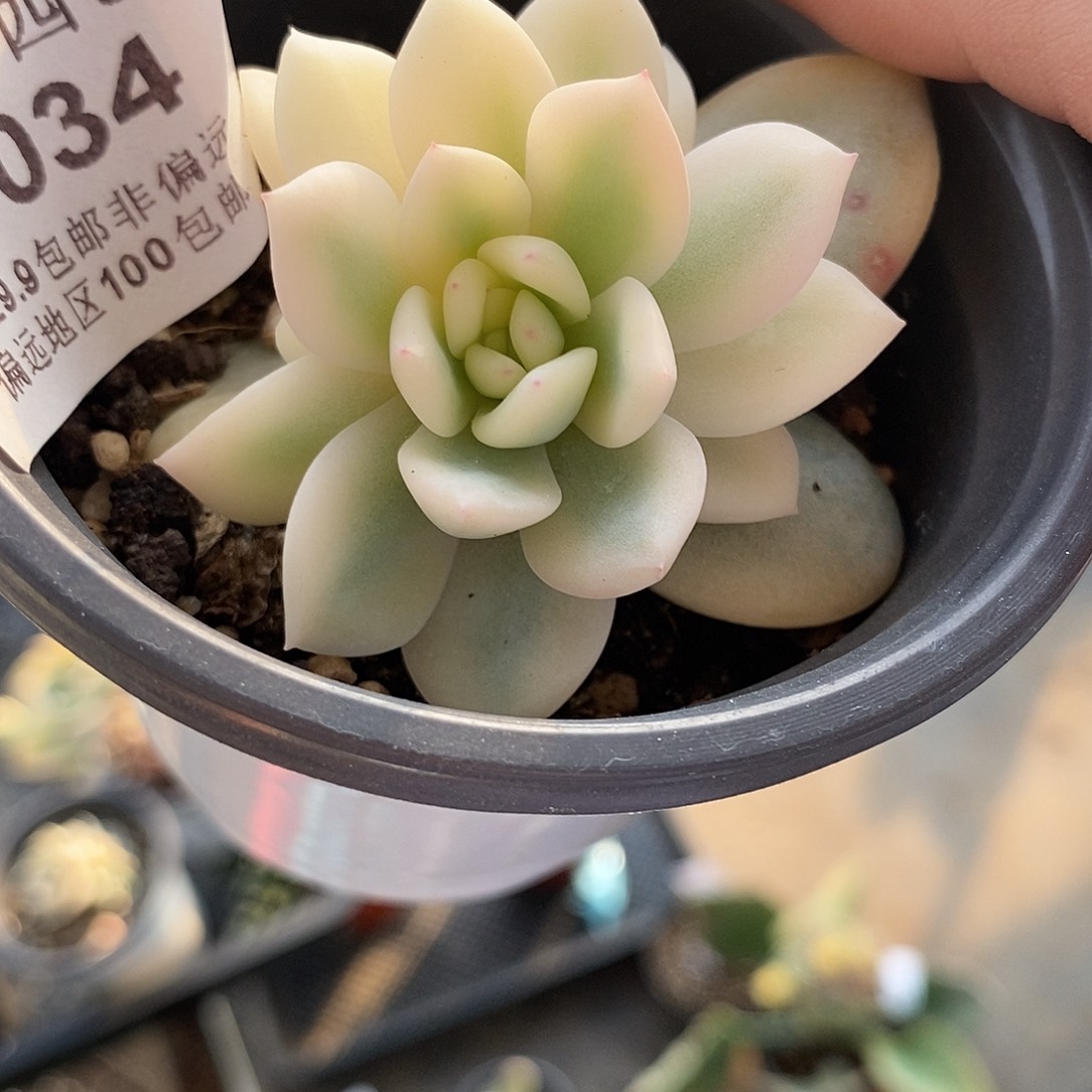 1034大锦边梦露锦多肉植物哇啦塞