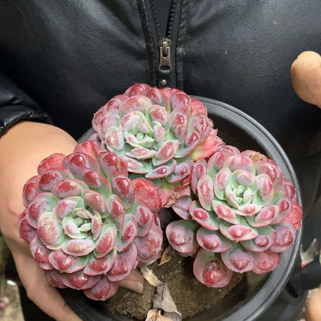 雨滴三头起发老桩大盆