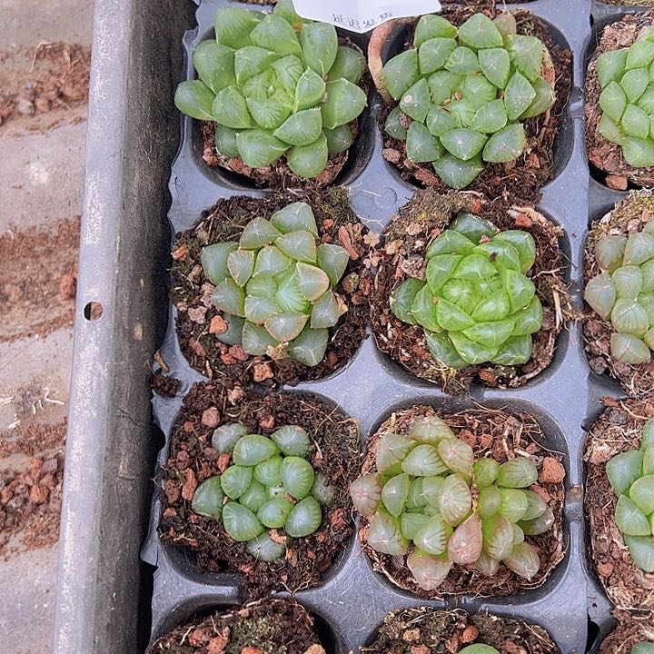 直播福利一物一拍22