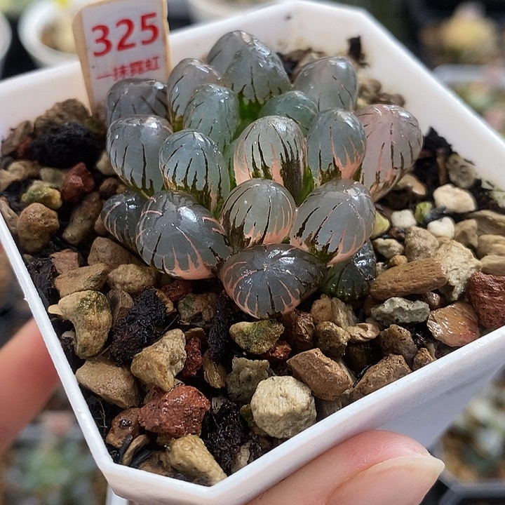 325冰灯玉露锦一物一拍