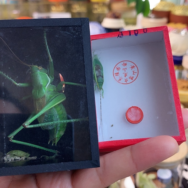 朝***伟一只长须金螽➕绿蝈蝈