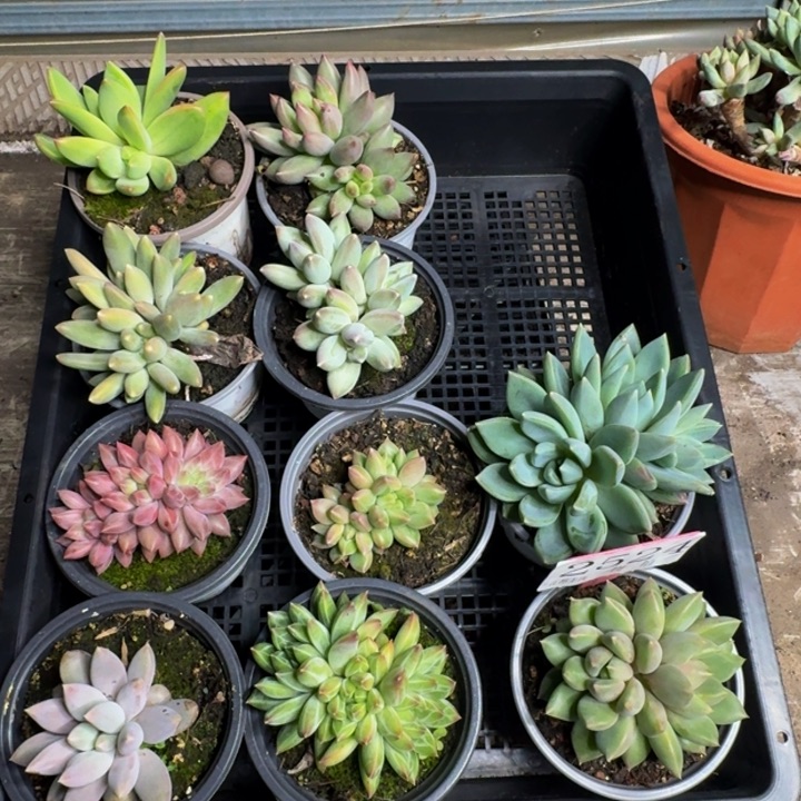 2524多肉植物一物一拍