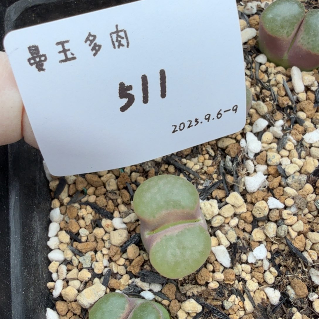 美***河多肉多肉多肉9-511