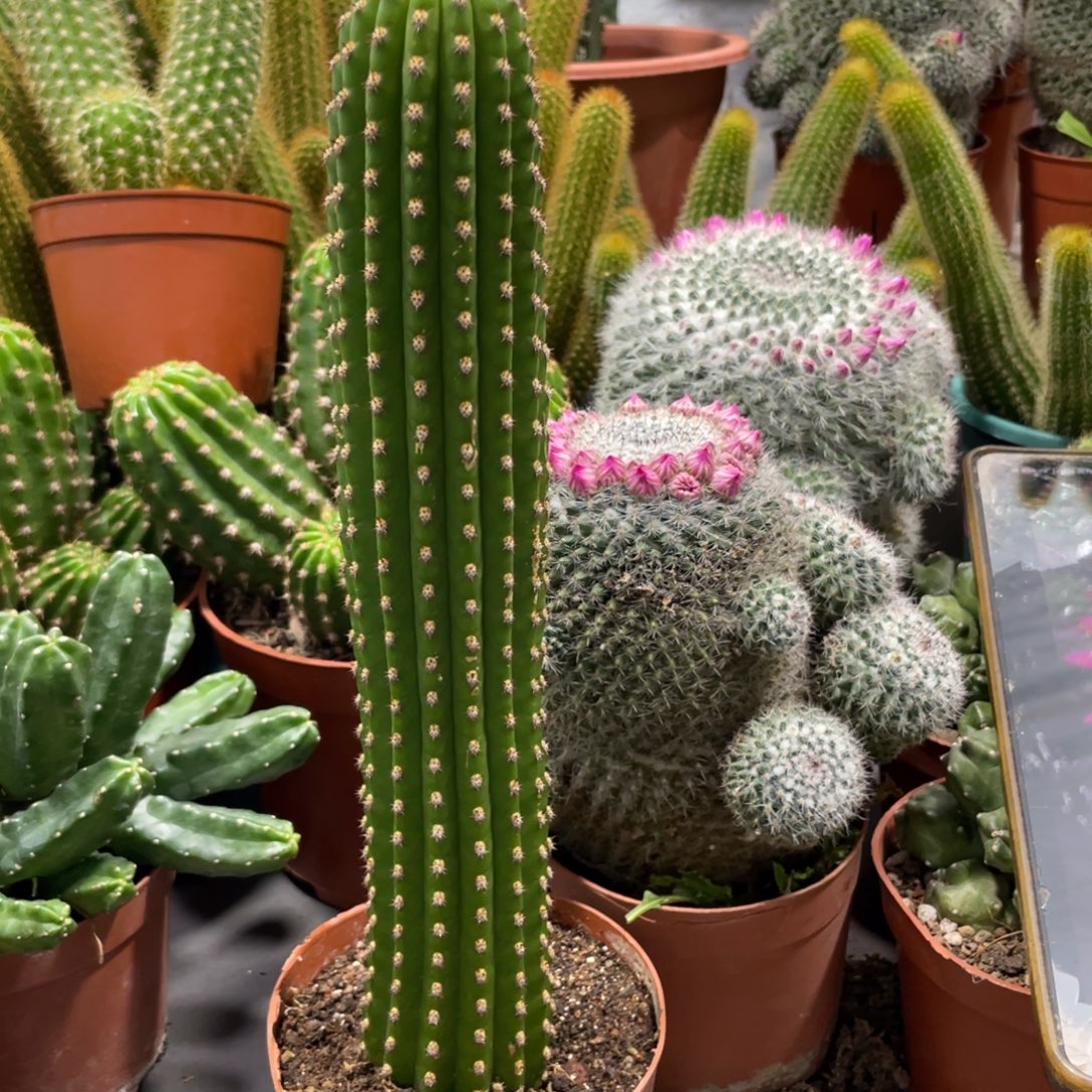 仙人球金四单个大颗一个