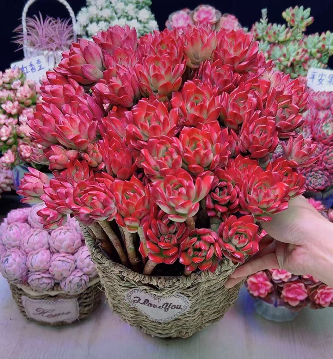 H大盆红稚莲+草编蓝  新手好养 带盆带土 云南基地直发