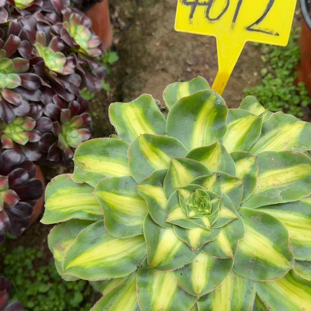 4012---暴君多头多头