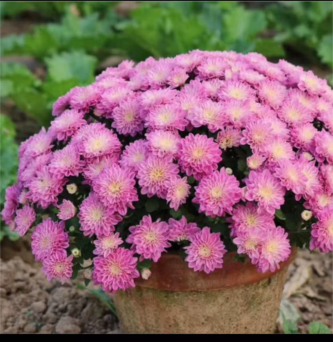 【粉色千头菊】千头菊盆栽带花苞室内外开花好养耐活