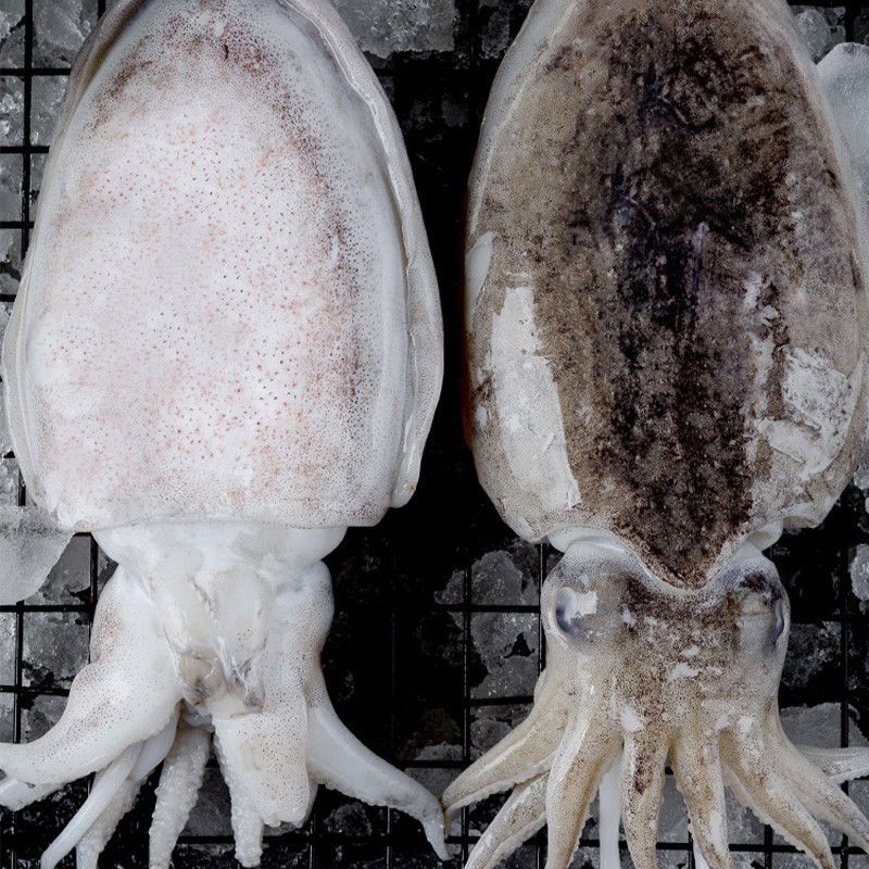 【大目鱼现称1号】福建省内可拍直播现称处理订单备注 