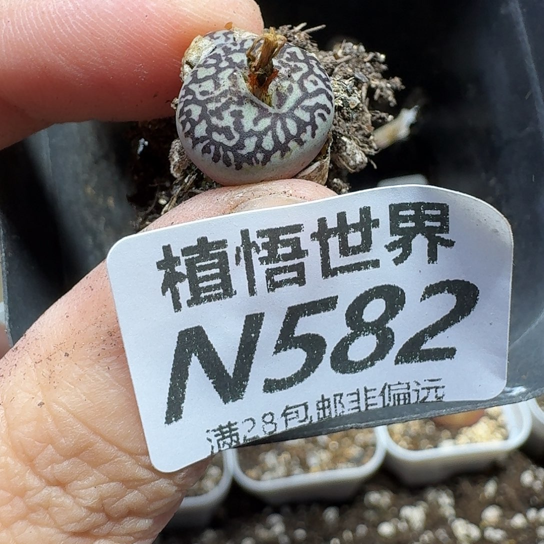 的植物的润泽ghhnn