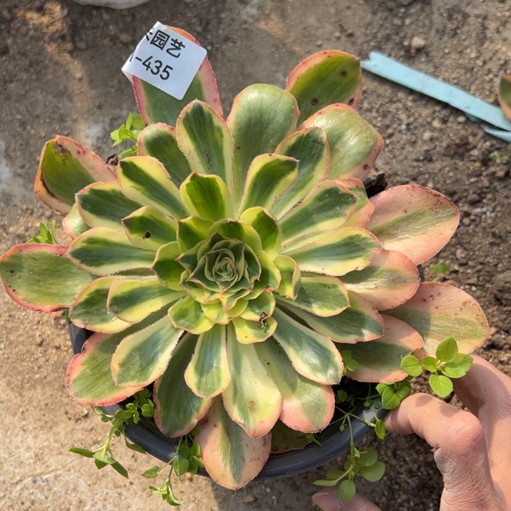 燕子锦大单头多肉植物435