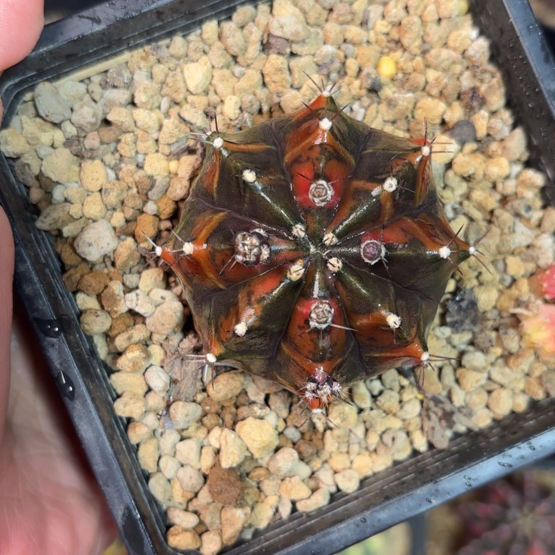 泰系米哈仙人球3