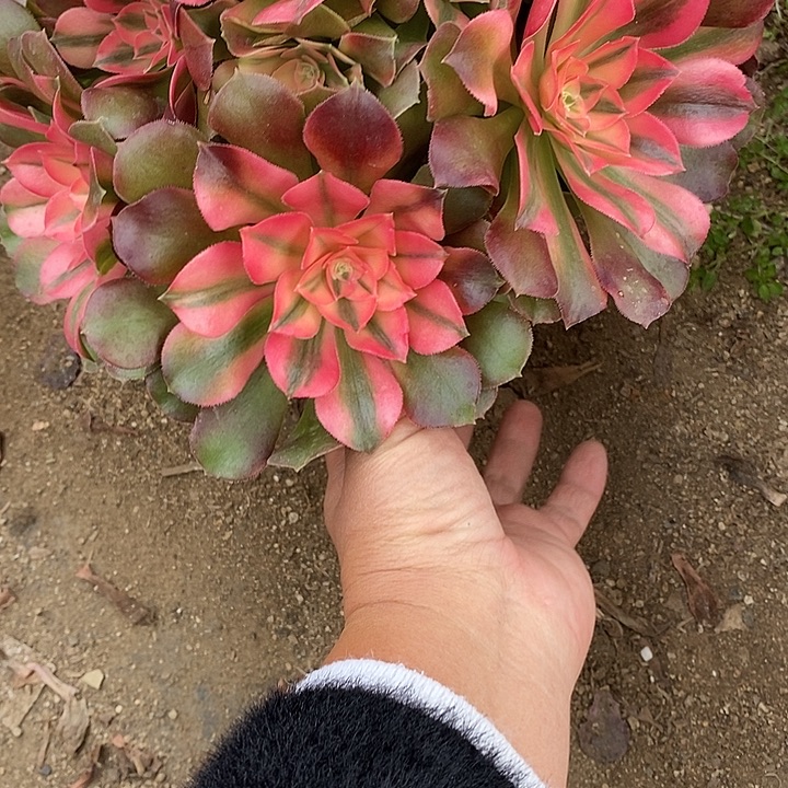 多肉植物香妃526多肉