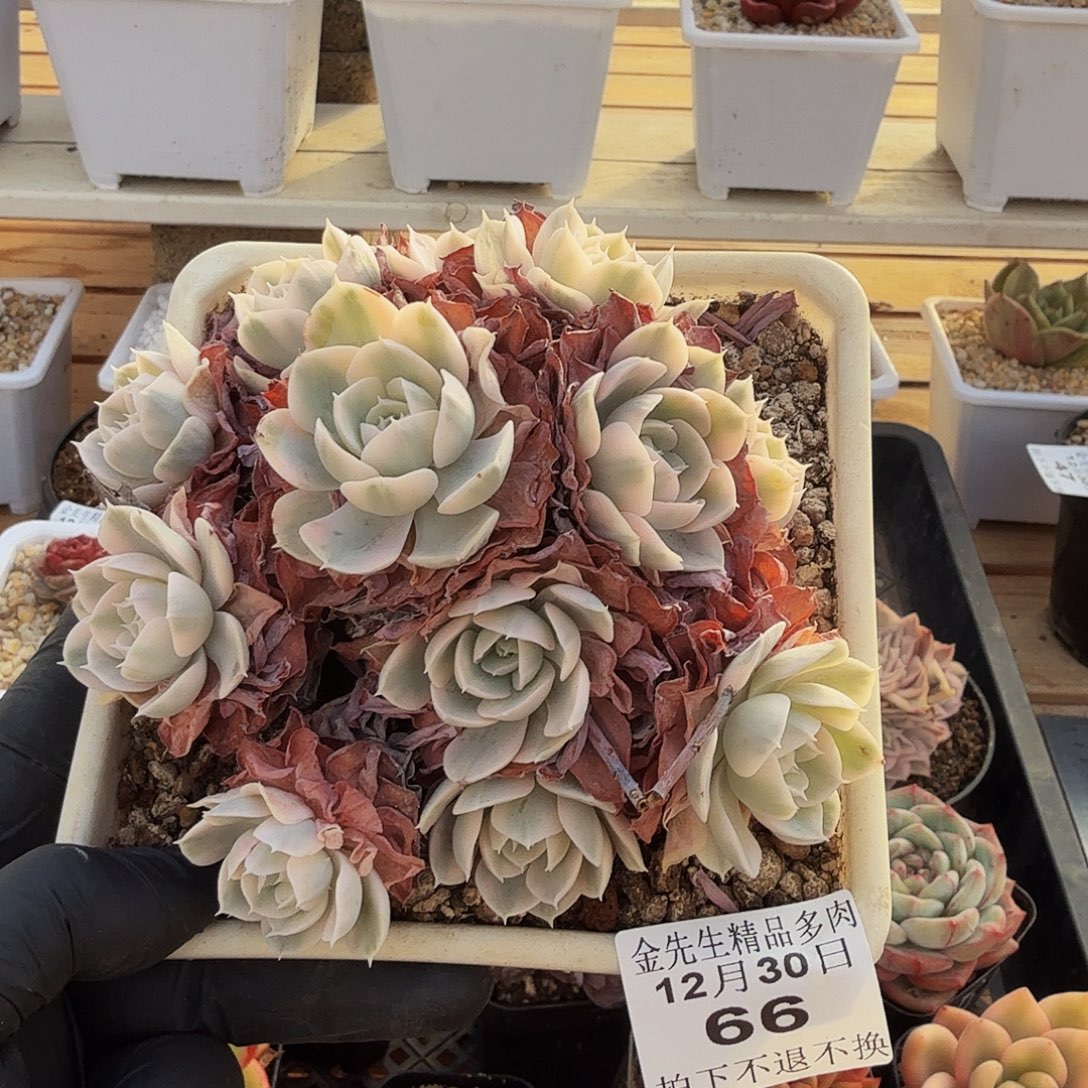 1230-66鲁氏锦群生a