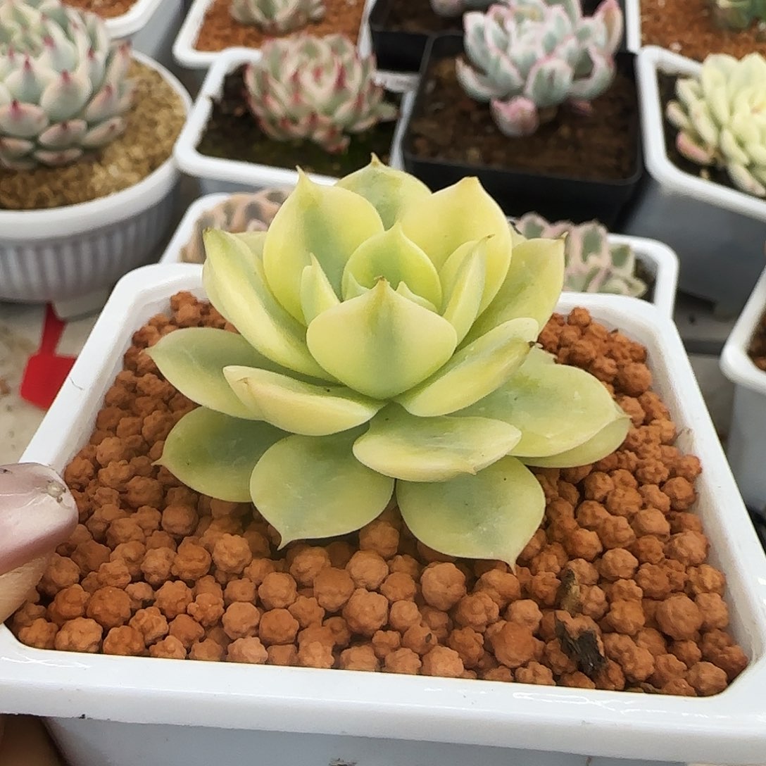 雪域蓝巴黎锦多肉植物