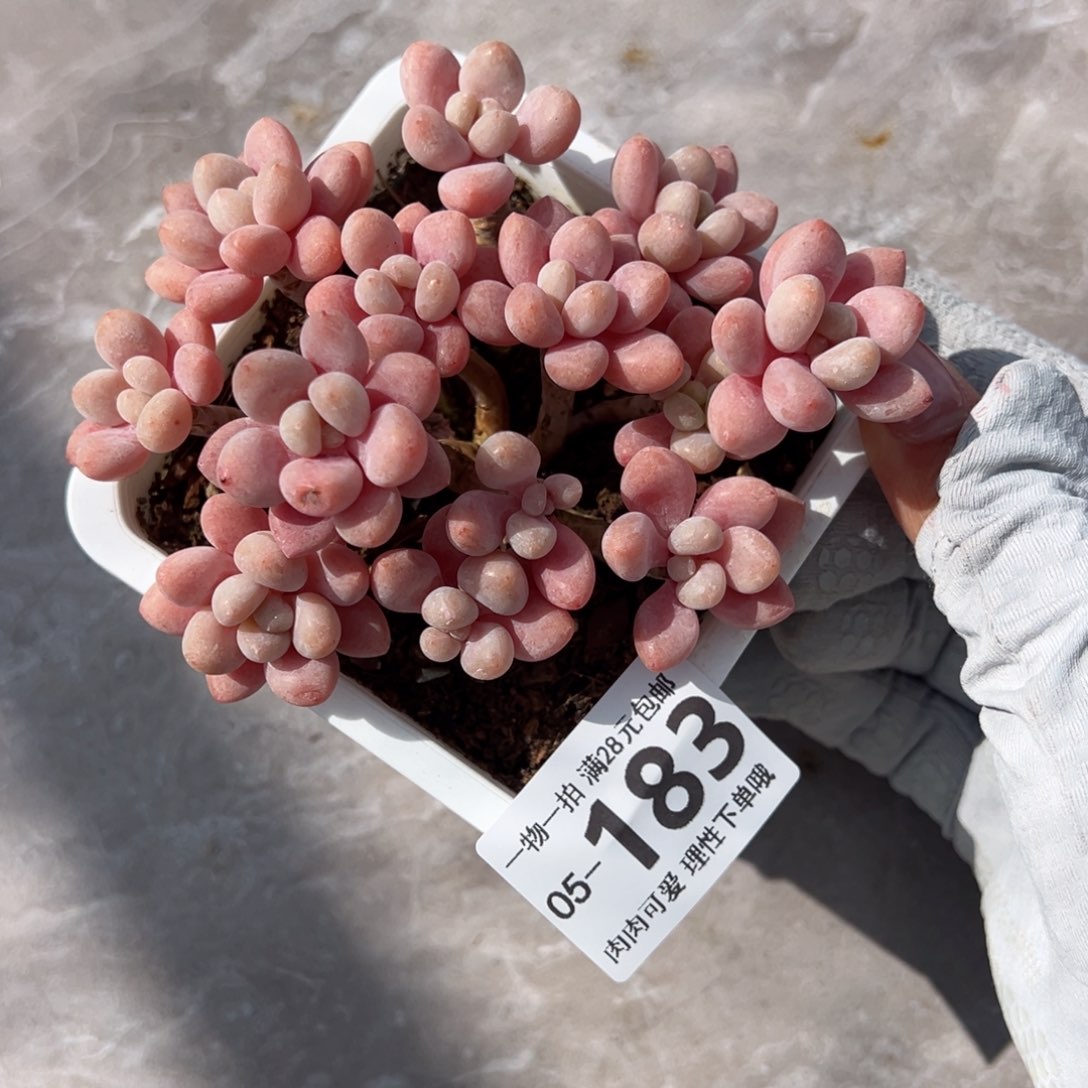 鱼子酱多肉多肉多肉