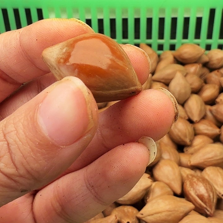 用***6橄榄核手串/手链橄榄