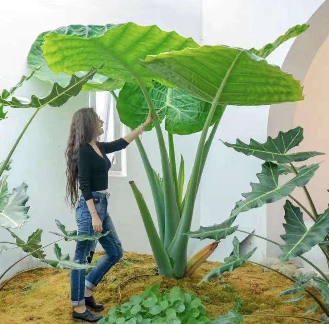 大叶象耳芋大型网红观叶造景绿植