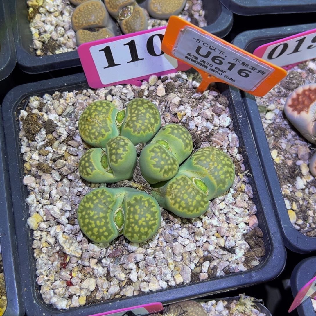 616 一物一拍，默认有伤，介意勿拍，不退不换