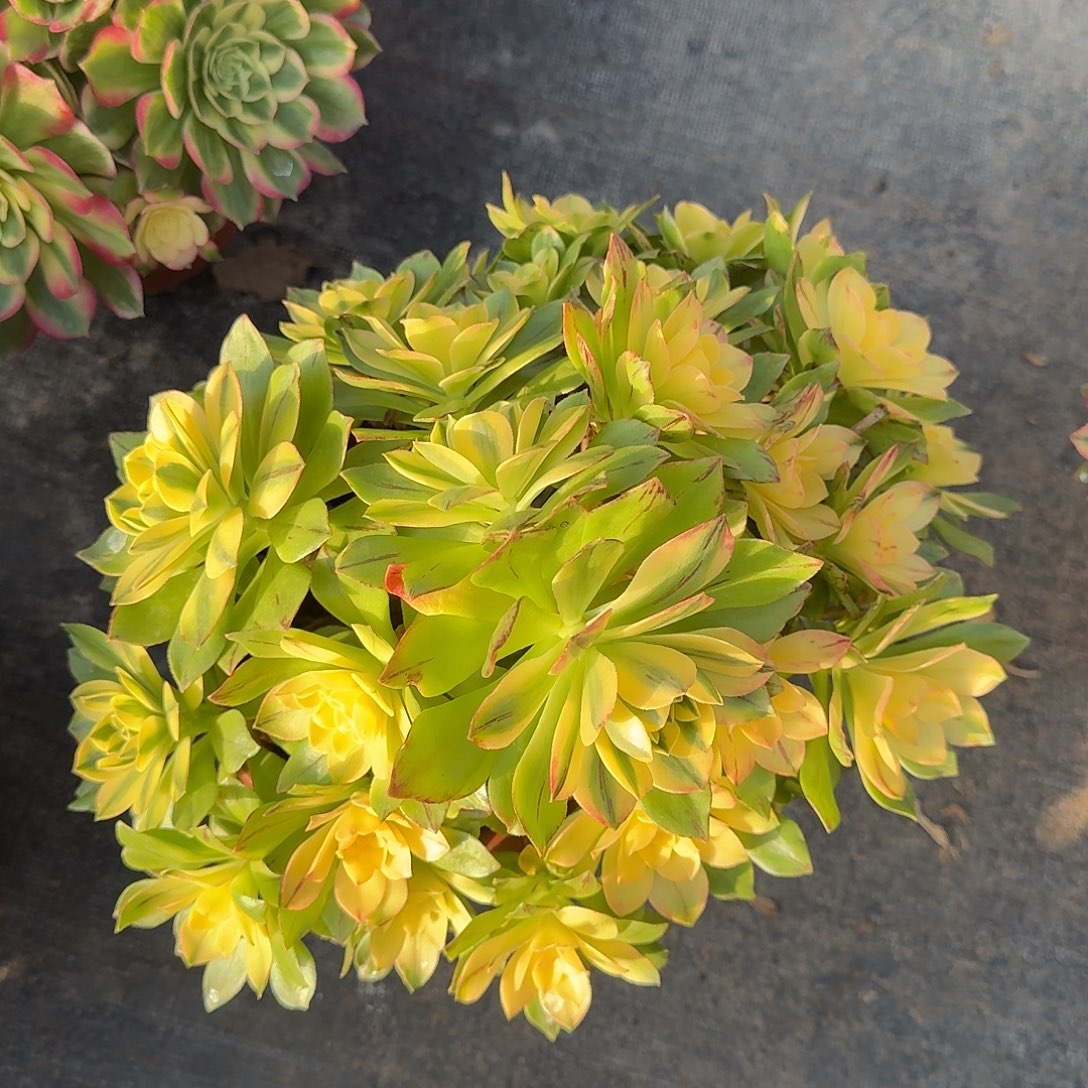 爱***艺荷花多肉法师a99999