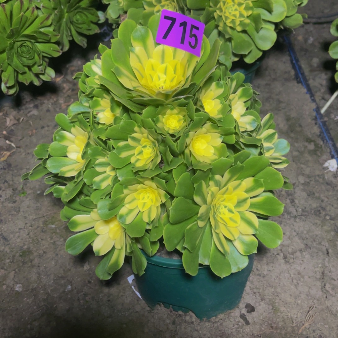 辛尼亚法师16///////42包邮