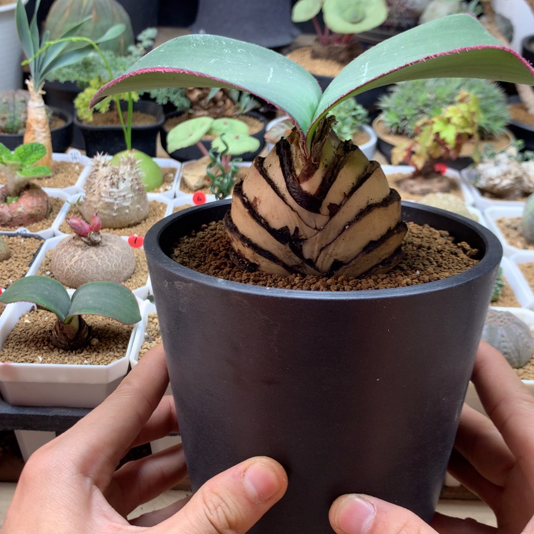 阔叶血莲多肉带盆