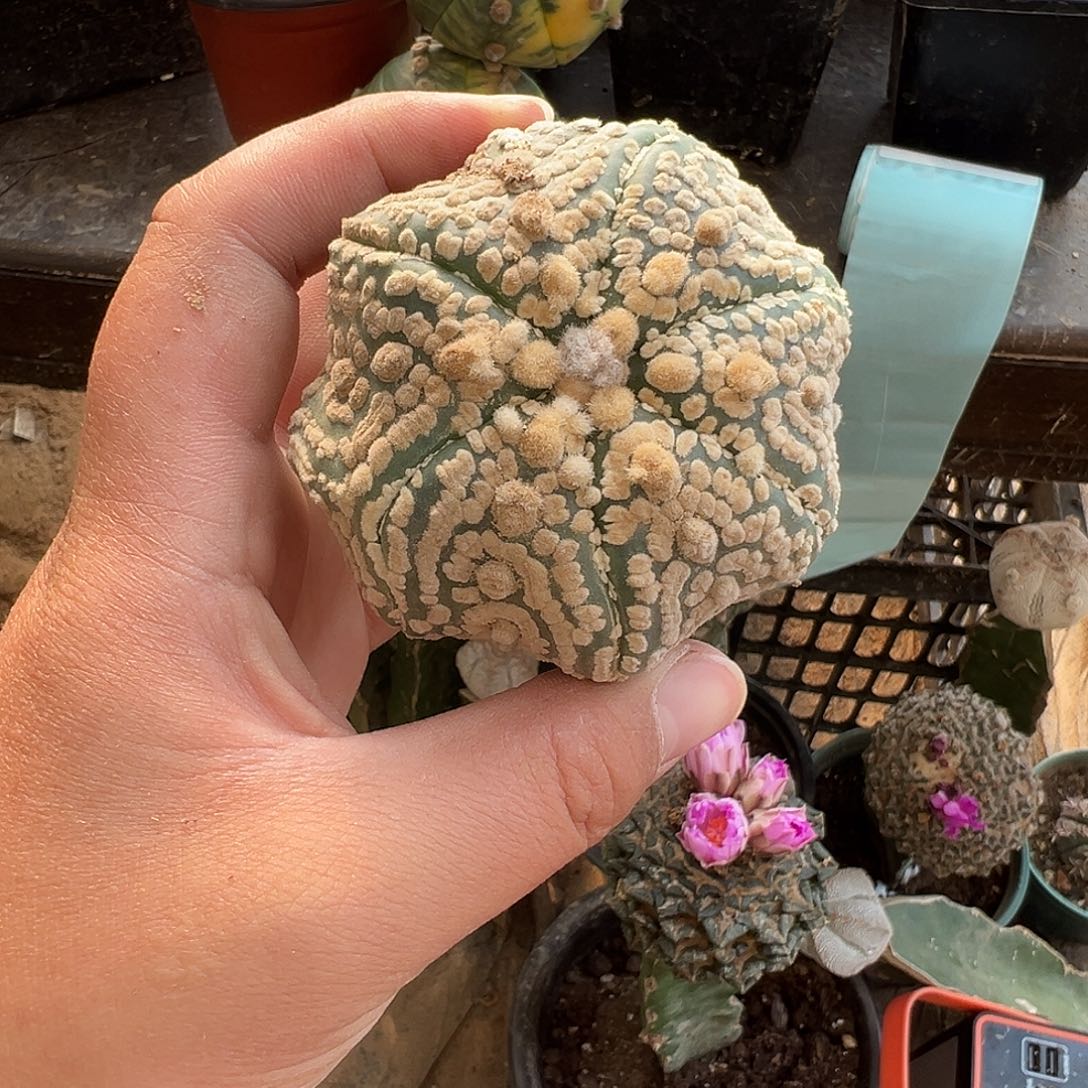 7.7海星奇迹兜仙人球957