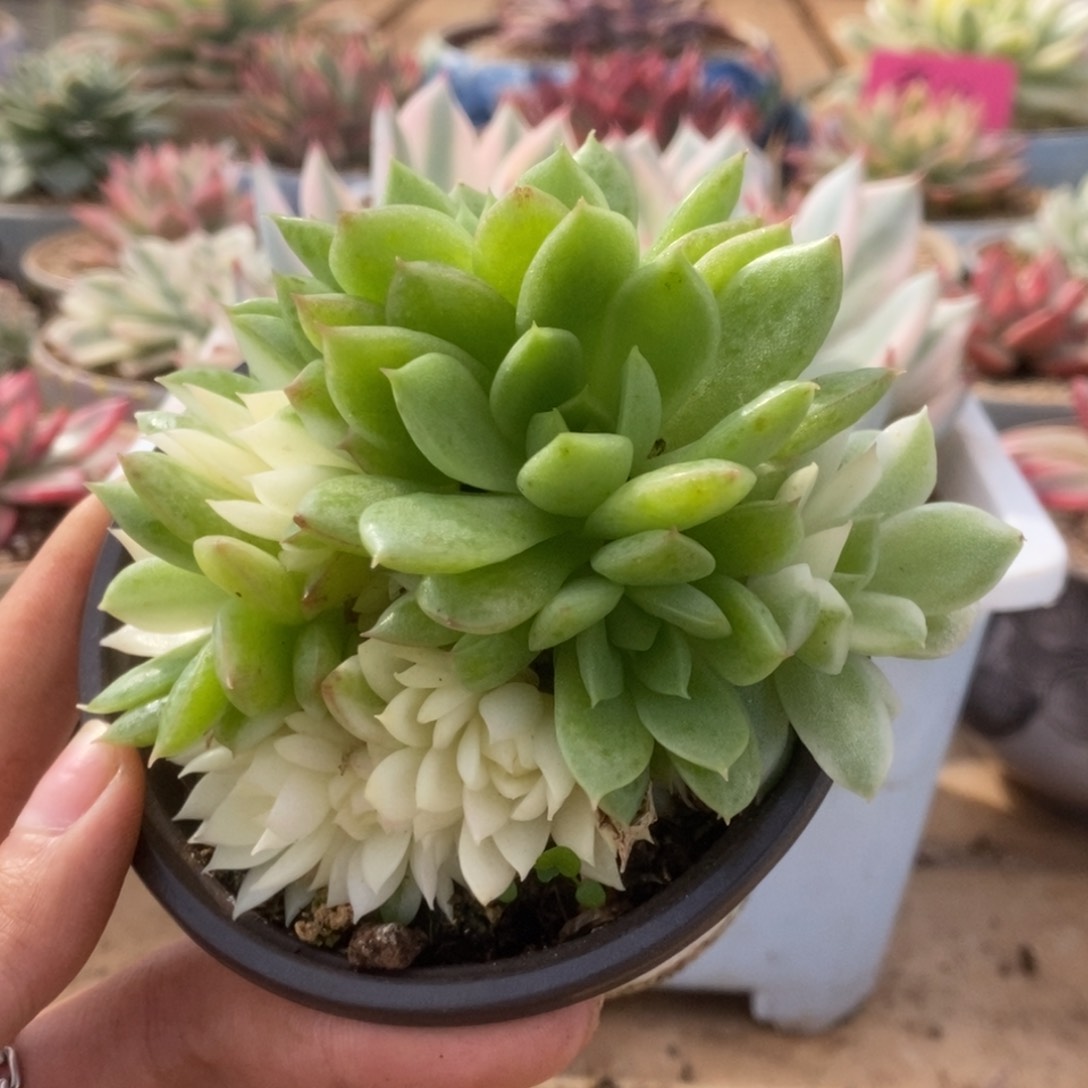 215锦锦锦锦锦锦锦锦锦