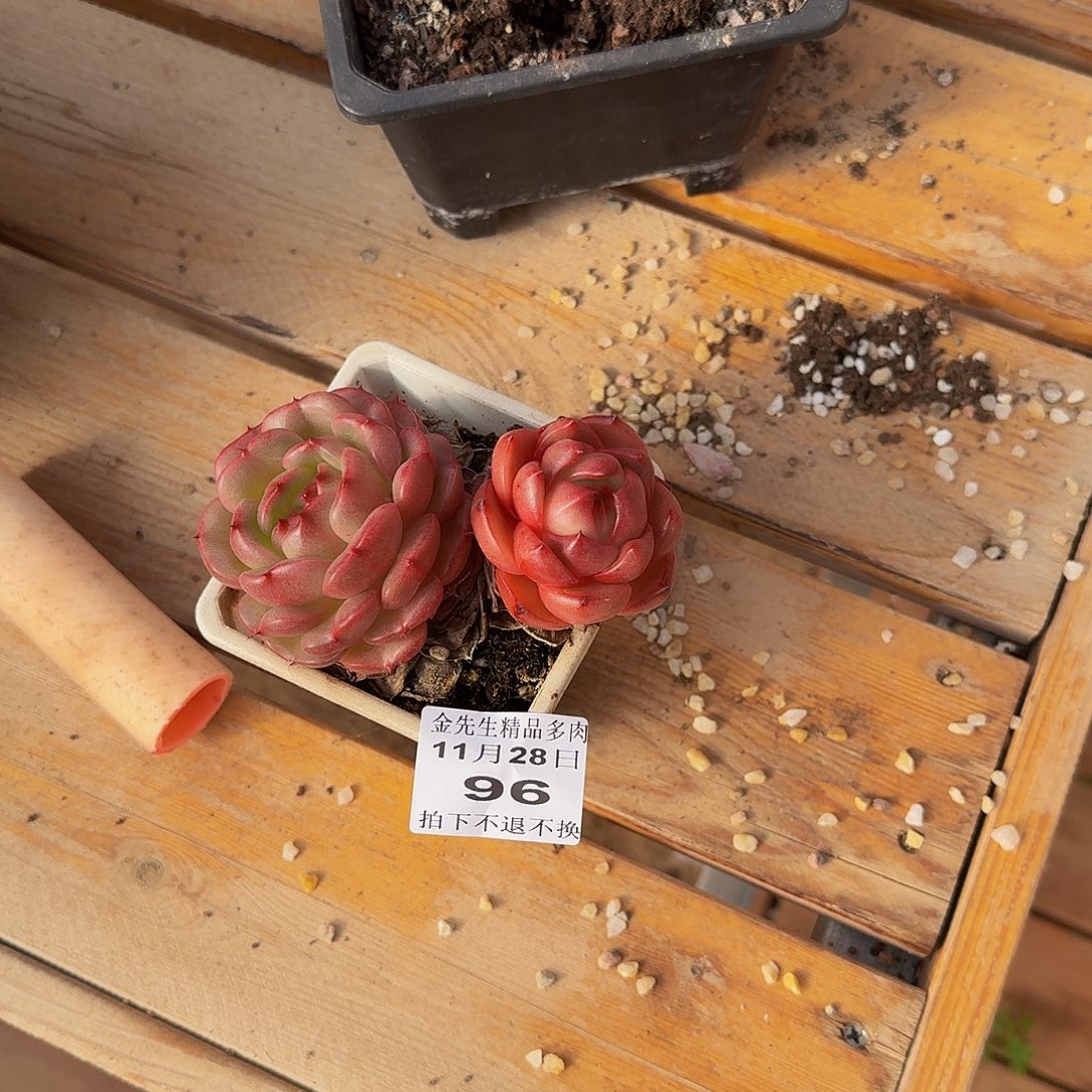 遥***望1128-96安可双头a