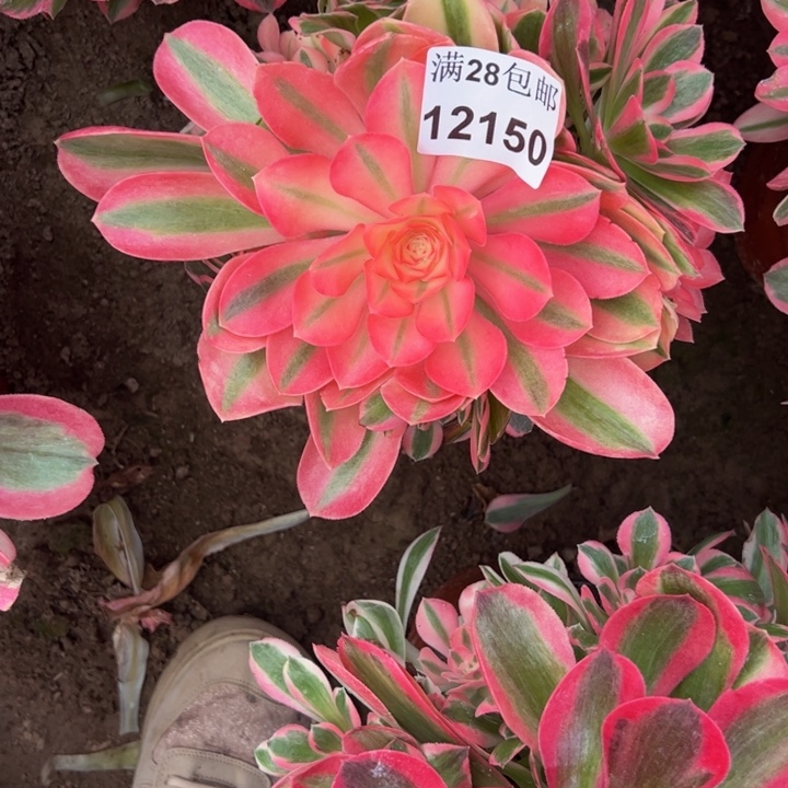 12150南女郎多肉植物