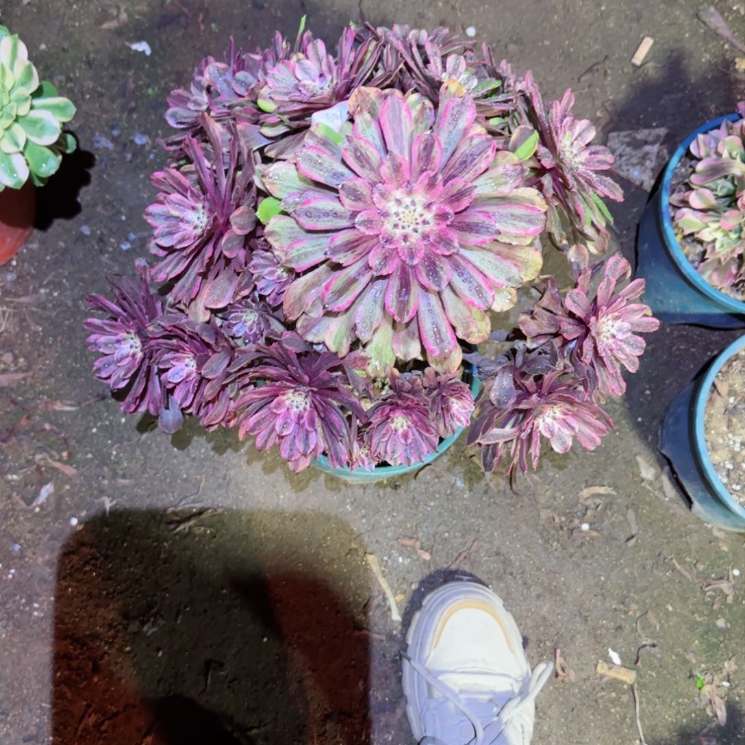 粉黛法师多肉607