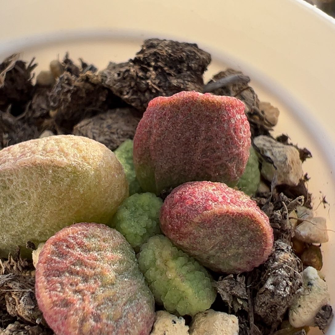 实生新品多肉植物水泡