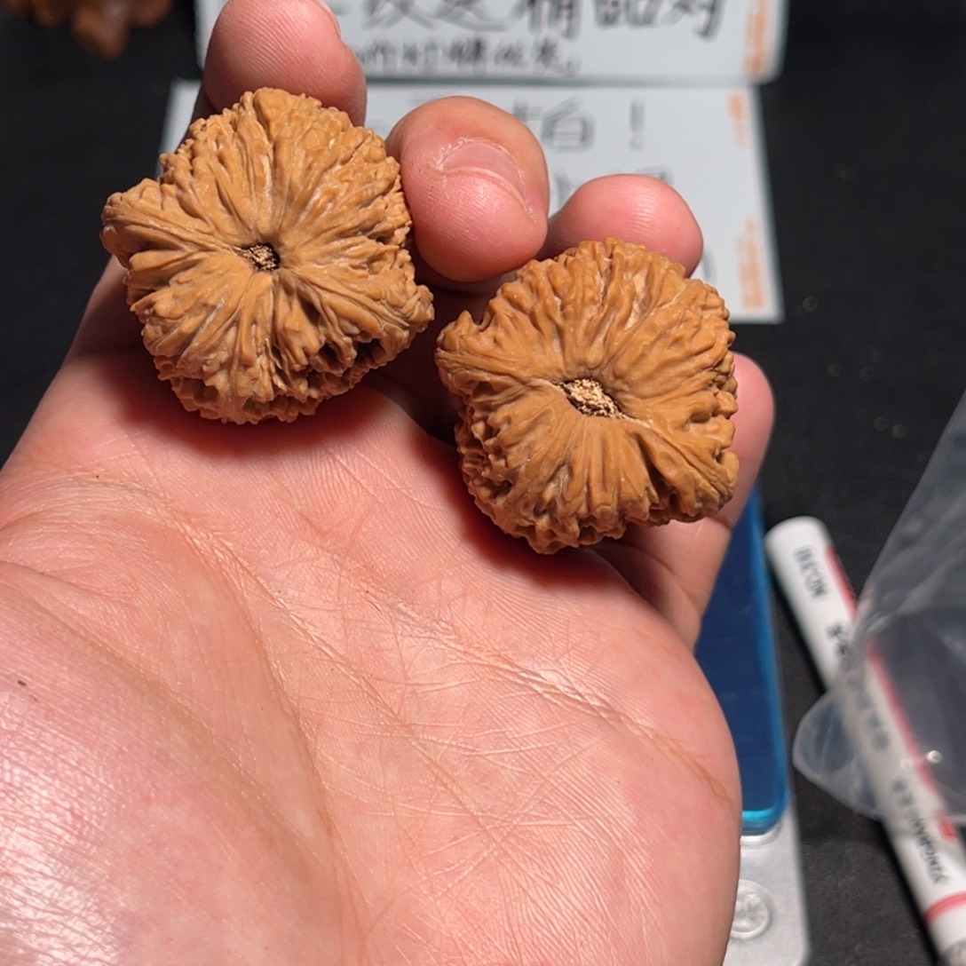 36红皮南疆有小虫爬